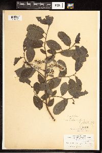 Salix pyrifolia image
