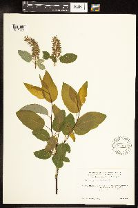 Salix pyrifolia image