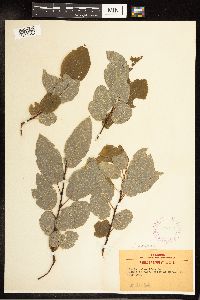 Salix pyrifolia image