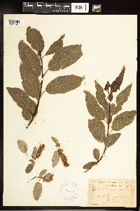 Salix pyrifolia image