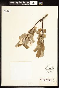 Salix pyrifolia image