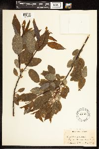 Salix pyrifolia image
