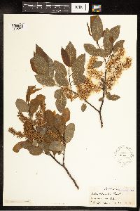 Salix pyrifolia image