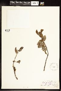 Salix pyrifolia image