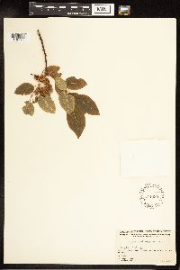 Salix pyrifolia image