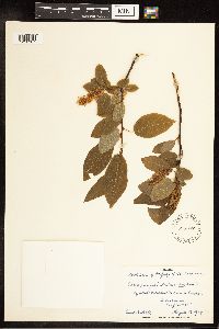 Salix pyrifolia image