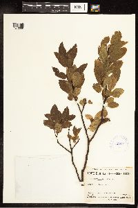 Salix pyrifolia image