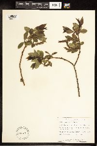 Salix pyrifolia image
