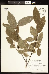 Salix pyrifolia image