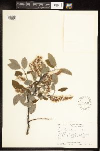 Salix pyrifolia image