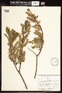 Salix pyrifolia image