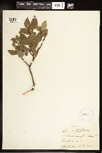 Salix pyrifolia image