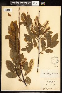 Salix pyrifolia image