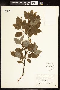 Salix pyrifolia image