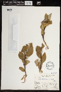 Salix richardsonii image