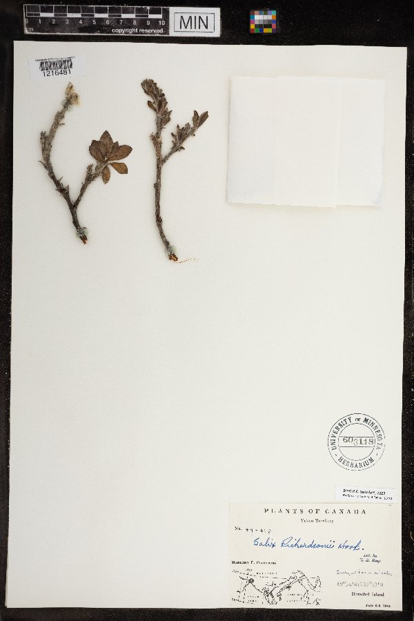 Salix richardsonii image