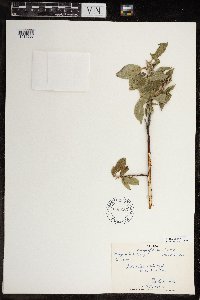 Salix richardsonii image