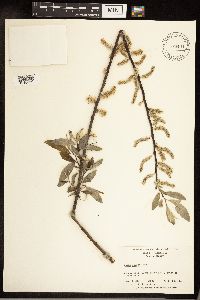 Salix sericea image