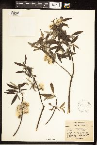 Salix sericea image
