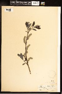 Salix sericea image