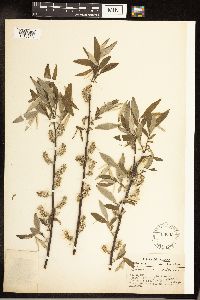 Salix sericea image