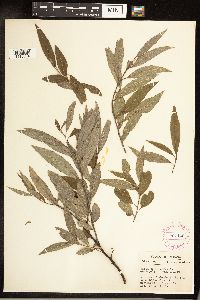 Salix sericea image