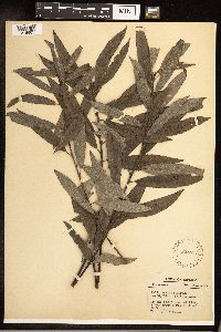 Salix sericea image