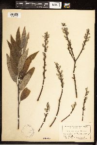 Salix sericea image
