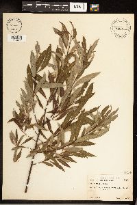 Salix sericea image