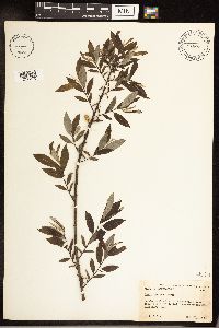 Salix sericea image
