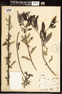 Salix sericea image