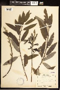 Salix sericea image
