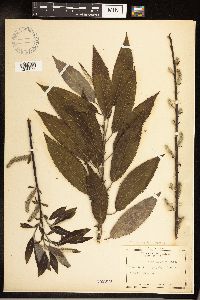 Salix sericea image