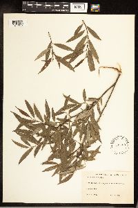 Salix sericea image