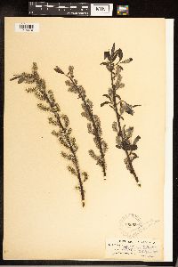 Salix sericea image