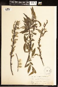 Salix sericea image