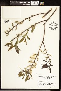 Salix sericea image