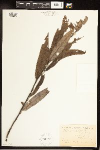 Salix sericea image