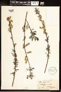 Salix sericea image