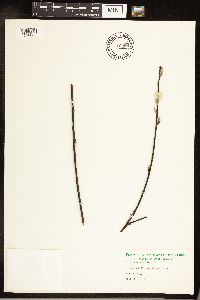 Salix sericea image