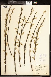 Salix sericea image