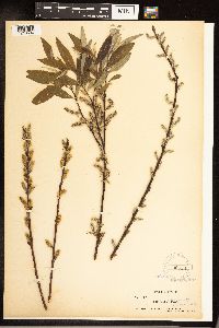 Salix sericea image