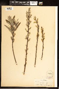 Salix sericea image