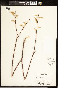 Salix sericea image