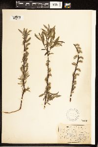Salix sericea image