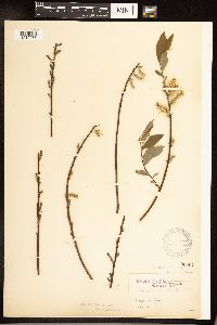 Salix sericea image