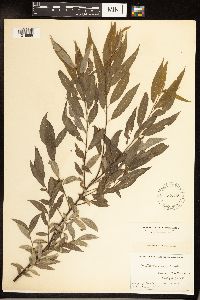 Salix sericea image
