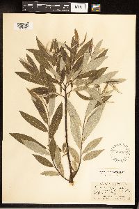 Salix sericea image