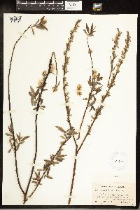 Salix sericea image