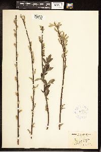Salix sericea image